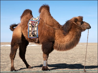 camel-wool-duvet-insert