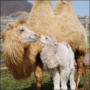 natural-crib-wool-comforter