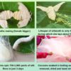 Silk production process. About 10,000 cocoons are required to make one silk comforter.