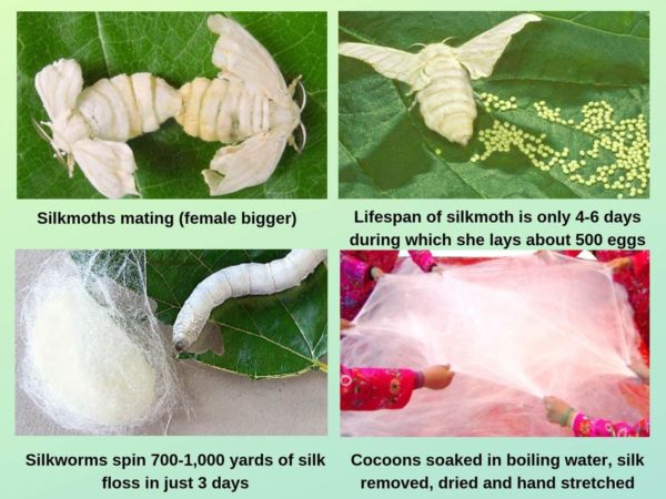 Silk production process. About 10,000 cocoons are required to make one silk comforter.